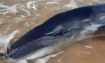 Bình Thuận: Du khách và người dân giải cứu cá voi lưng gù mắc cạn