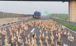Đàn vịt hàng trăm con "đại náo" đường cao tốc Trung Lương - Mỹ Thuận
