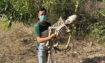 Sự thật việc phát hiện “bộ xương người” trong rừng keo