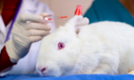 Canada chính thức cấm thử nghiệm mỹ phẩm trên động vật