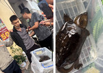 Thanh niên bị xử lý hình sự vì rao bán rùa đầu to bắt được lúc tắm suối