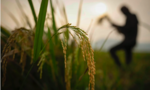 Lệnh cấm xuất khẩu gạo của Ấn Độ ảnh hưởng đến thị trường thế giới thế nào?