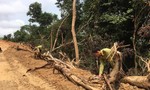 Vụ ‘phá rừng’ để mở đường ở Quảng Ngãi: Đang củng cố hồ sơ khởi tố