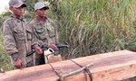Tạm giữ 5 đối tượng tham gia cưa hạ 35 cây gỗ