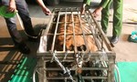 Truy đuổi ô tô chở cá thể hổ còn sống nặng 200kg từ Quảng Bình vào Quảng Trị