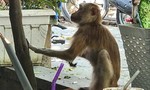 Quận 12: Khỉ nuôi sổng chuồng tấn công người