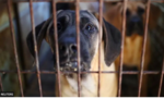 Hàn Quốc thông qua luật cấm buôn bán thịt chó