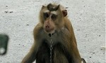 TPHCM: 4 người dân bị con khỉ tấn công gây thương tích