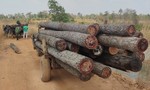 Khởi tố 2 vụ phá rừng sau phản ánh của Chuyên đề Công an TPHCM