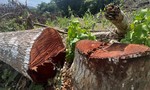 Bình Định: Khởi tố vụ chặt phá gần 1,2 héc-ta rừng trồng phòng hộ