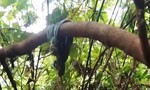 Vụ cô gái bị “người tình” sát hại: Nghi phạm đã tự vẫn trong rừng