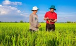 Agribank cung ứng vốn tín dụng phát triển 1 triệu héc-ta lúa chất lượng cao