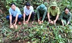 Thả 16 cá thể động vật hoang dã về Vườn quốc gia Chư Mom Ray