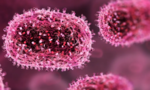 Pháp ghi nhận ca nhiễm virus Shamonda gây tử vong đầu tiên trên người