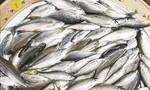 Về miền cá niên An Lão trong những ngày Xuân