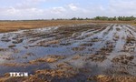 Chủ động ứng phó với nguy cơ thiếu nước cục bộ ở vựa lúa số 1 Việt Nam
