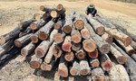 Gỗ lậu từ rừng ‘tuồn’ ra bãi tại vùng giáp ranh