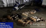 Bị CSGT truy đuổi, 2 đối tượng vứt lại xe cùng bao tải chứa 13 con chó, trốn vào rừng