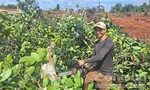 Người dân chặt hạ cây trồng, bàn giao mặt bằng cho cao tốc Quy Nhơn – Pleiku