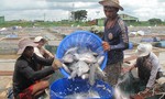 Về miền Tây nghe con nước kể chuyện