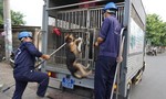 Chó, mèo thả rông gây nguy hiểm nơi công cộng