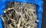 Khởi tố các đối tượng buôn lậu hàng ngàn tấn chân gà đông lạnh