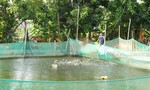 Kỳ 4: Đồng Tháp Mười "thức giấc"