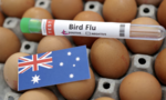 Úc báo động sau khi chim bản địa nhiễm cúm gia cầm H5N1