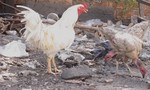 Cần chấn chỉnh tình trạng nuôi gia cầm gây ô nhiễm ở khu dân cư