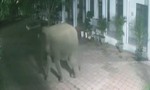 Video: Voi rừng phá tường rào vào khuôn viên trường học ở Sơn La