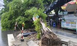 Video: Cây xanh bật gốc đổ xuống nơi có nhiều người đứng trước quán cơm