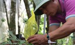 Người dân 'đau đầu' vì nạn chuột cắn phá sâm Ngọc Linh, thiệt hại hàng tỷ đồng