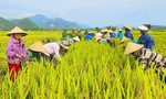 Mùa gặt quê em