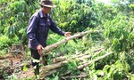 Người dân chặt bỏ vườn cây, doanh nghiệp di dời nhà xưởng, nhường đất làm cao tốc Quy Nhơn - Pleiku