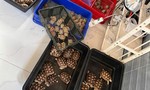 Truy quét tội phạm buôn bán trái phép động vật, thực vật hoang dã