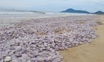 Đánh bắt bằng cách dùng vòi xịt áp lực cao góp phần khiến ngao chết hàng loạt trên bãi biển
