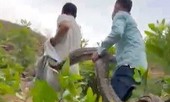 Video bắt trăn đất "khủng" nuốt con dê của người dân