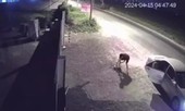 Thanh niên đi ô tô bắn trộm chó chỉ trong vòng 16 giây