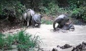 Video: Bẫy ảnh ghi cảnh đàn voi tắm bùn, uống nước trong rừng Mã Đà