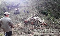 Kon Tum: Băm nát rừng thông 20 năm tuổi để trồng mắc ca