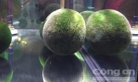 Ngắm tảo cầu quý hiếm ở vườn thú Đài Bắc