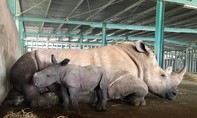 Tê giác mới chào đời ở Vinpearl Safari mang tên “Chiến thắng”