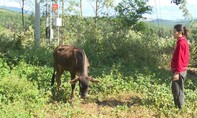 Vụ cấp bò sinh sản nhỏ như con bê: Tỉnh Kon Tum yêu cầu khắc phục
