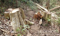 Khởi tố vụ án cưa hạ 149 cây rừng