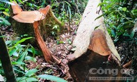 Bảo vệ rừng bị kỷ luật vì để xảy ra mất rừng