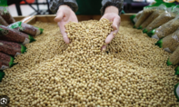 Đậu nành trở thành ‘điểm yếu’ của Mỹ trong thương chiến với Trung Quốc