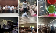 Công an TPHCM triệt phá đường dây ‘vỗ béo’ heo bằng chất độc hại, đã bán ra thị trường hơn 10.000 tấn heo