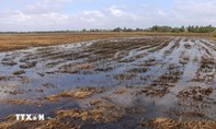 Chủ động ứng phó với nguy cơ thiếu nước cục bộ ở vựa lúa số 1 Việt Nam