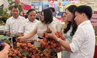 Saigon Co.op đưa 300 tấn vải Thanh Hà vào hệ thống phân phối toàn quốc