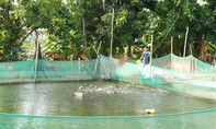 Kỳ 4: Đồng Tháp Mười 